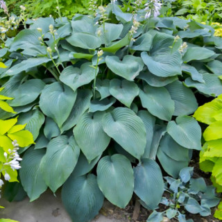 Хоста 'Blue Dimples' (Hosta 'Blue Dimples')