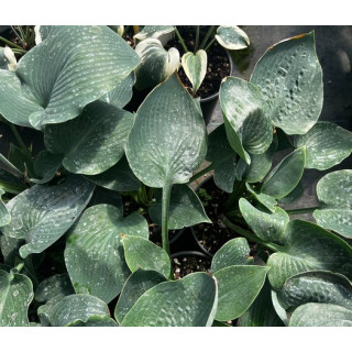 Хоста 'Blue Dimples' (Hosta 'Blue Dimples')