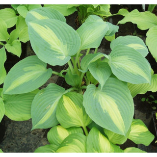 Хоста 'Saint Paul' (Hosta 'Saint Paul')