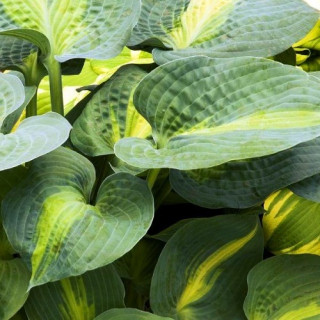 Хоста 'Saint Paul' (Hosta 'Saint Paul')