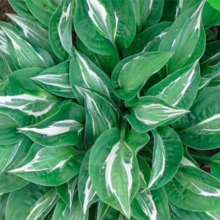 Хоста 'Snake Eyes' (Hosta 'Snake Eyes')