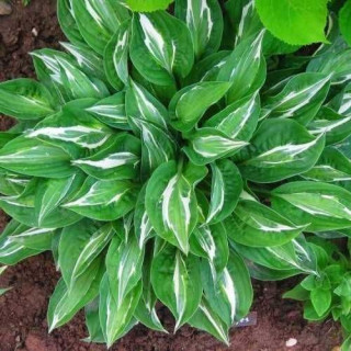 Хоста 'Snake Eyes' (Hosta 'Snake Eyes')