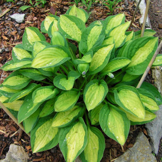 Хоста 'T-Dawg' (Hosta 'T-Dawg')