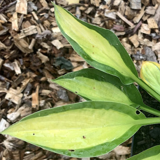 Хоста 'T-Dawg' (Hosta 'T-Dawg')