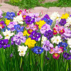 Ірис болотний 'Breeders Mix' (Iris pseudacorus 'Breeders Mix')