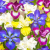 Ірис болотний 'Breeders Mix' (Iris pseudacorus 'Breeders Mix')