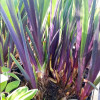 Ірис різнобарвний 'Gerald Darby' (Iris versicolor 'Gerald Darby')