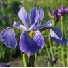 Ірис різнобарвний 'Gerald Darby' (Iris versicolor 'Gerald Darby')