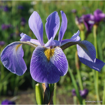 Ірис різнобарвний 'Gerald Darby' (Iris versicolor 'Gerald Darby')