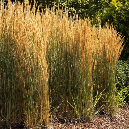  Куничник гостроквітковий 'Avalanche (Calamagrostis acu. 'Avalanche'')