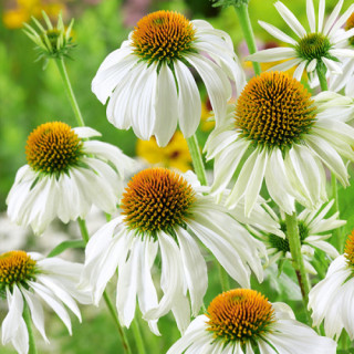 Ехінацея пурпурна 'White Swan' (Echinacea purp. 'White Swan')