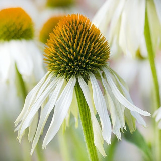 Ехінацея пурпурна 'White Swan' (Echinacea purp. 'White Swan')