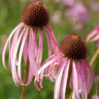 Эхинацея бледная  (Echinacea pallida)