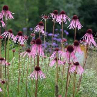 Эхинацея бледная  (Echinacea pallida)