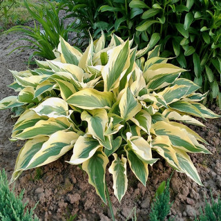 Хоста 'Lakeside Dragonfly' (Hosta 'Lakeside Dragonfly')