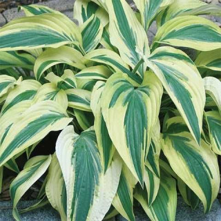 Хоста 'Lakeside Dragonfly' (Hosta 'Lakeside Dragonfly')
