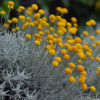 Сантолина кипарисовидная 'Silver Leaves' (Santolína chamaecyparíssus 'Silver Leaves' )