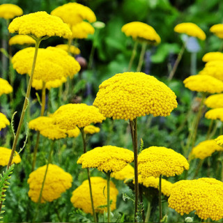 Тысячелистник гибридный Feuerland (Achillea Feuerland)