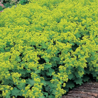Манжетка мягкая (Alchemilla mollis) 