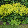 Манжетка мягкая (Alchemilla mollis) 