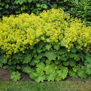 Манжетка мягкая (Alchemilla mollis) 