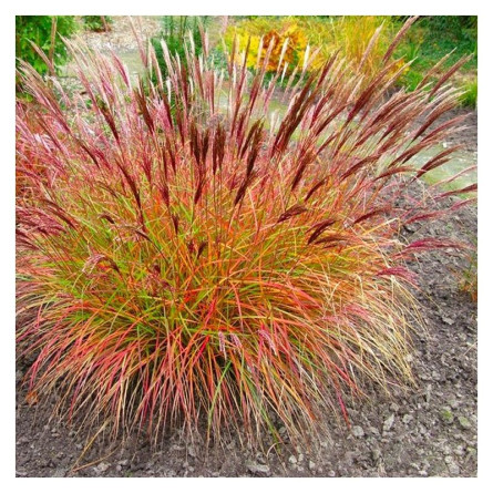 Міскантус китайський 'Red Chief' (Miscanthus sin. 'Red Chief')