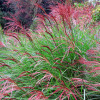 Міскантус китайський 'Red Chief' (Miscanthus sin. 'Red Chief')