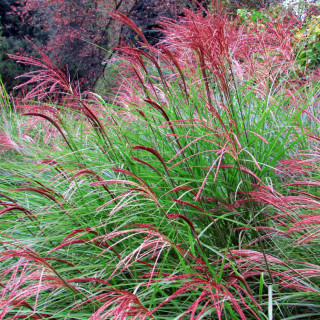 Міскантус китайський 'Red Chief' (Miscanthus sin. 'Red Chief')