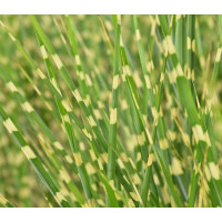 Мискантус китайский   'Strictus' (Miscanthus sin. 'Strictus')