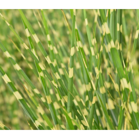 Міскантус китайський 'Strictus' (Miscanthus sin. 'Strictus')