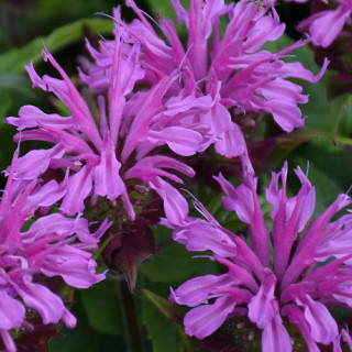 Монарда "Pardon My Lavender" (Monarda "Pardon My Lavender")
