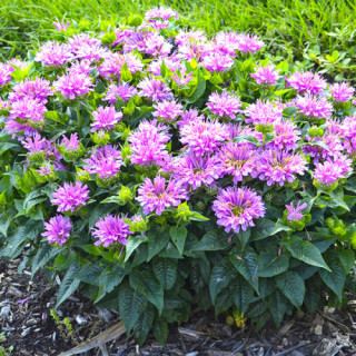 Монарда "Pardon My Lavender" (Monarda "Pardon My Lavender")