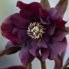 Морозник гибридный  'Double Ellen Purple' (Helleborus or. 'Double Ellen Purple')
