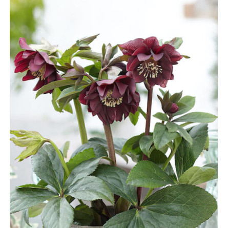 Морозник гибридный  'Double Ellen Purple' (Helleborus or. 'Double Ellen Purple')