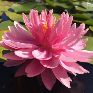 Німфея "Лілі Понс" (Nymphaea 'Lily Pons')