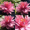 Нимфея "Лили Понс"   (Nymphaea "Lily Pons")