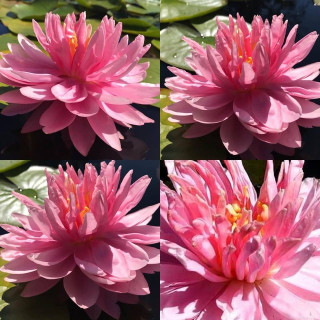 Німфея "Лілі Понс" (Nymphaea 'Lily Pons')