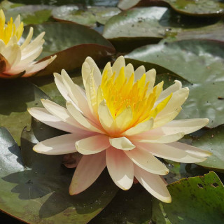 Німфея "Florida Suntes" (Nymphaea "Florida Suntes")