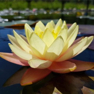 Німфея "Florida Suntes" (Nymphaea "Florida Suntes")