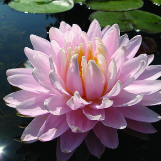Німфея "Глуар дю Трэмпл сюр Ло " (Nymphaea "Gloir du Temple-sur-Lot" )
