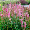 Плакун верболистий  'Blush' (Lythrum sal. 'Blush')