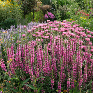 Плакун верболистий  'Blush' (Lythrum sal. 'Blush')