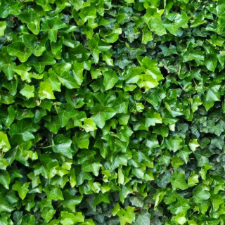 Плющ звичайний (Hedera helix )