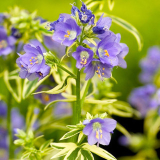 Полемониум видовий (Polemonium )