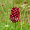 Кровохлёбка лекарственная  (Sanguisorba officinalis) 