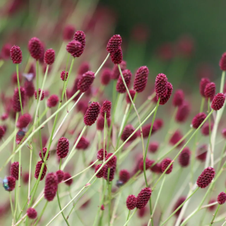 Кровохлёбка лекарственная  (Sanguisorba officinalis) 