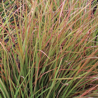 Схізахіріум волотистий 'Blaze' (Schizachyrium scoparium 'Blaze')