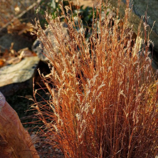 Схізахіріум волотистий 'Blaze' (Schizachyrium scoparium 'Blaze')
