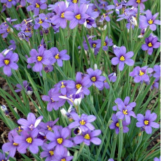 Сізірінхіум вузьколистий (Sisyrinchium angustifolium)