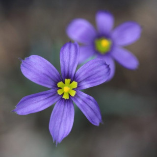 Сізірінхіум вузьколистий (Sisyrinchium angustifolium)